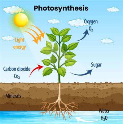 do plants make their own food do plants have the ability to produce their own energy