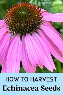 how to harvest echinacea for tea: the role of echinacea in traditional medicine