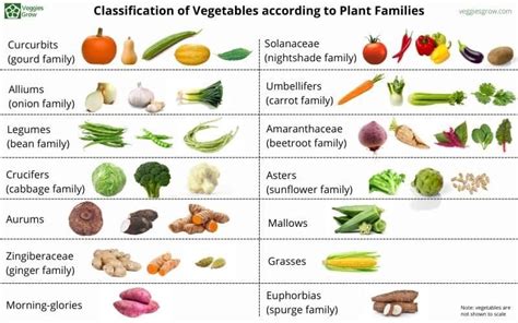 is an egg a fruit or vegetable Is it possible that the classification of an egg as either a fruit or a vegetable could offer insights into broader questions about nature's classification systems?